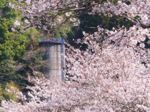 桜とタンク