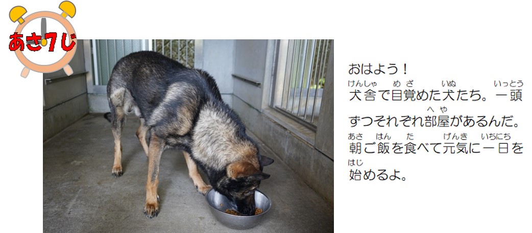 おはよう。犬舎で目覚めた犬たち。一頭ずつそれぞれ部屋があるんだ。朝ご飯を食べて元気に一日を始めるよ。