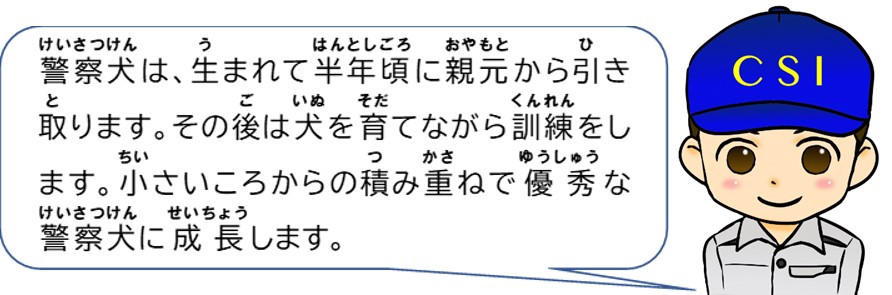 警察犬は、生まれて半年ごろに親元から引き取ります。その後は犬を育てながら訓練をします。小さいころからの積み重ねで優秀な警察犬に成長します。