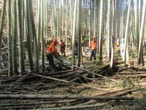 竹林の整備方法の実演