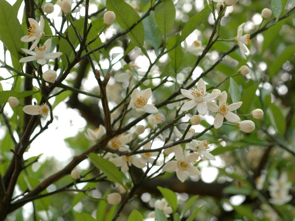 夏みかんの花の写真