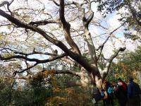 ハマセンダン・山陽小野田市竜王山公園