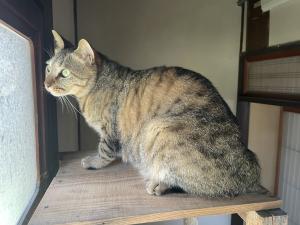 横の姿