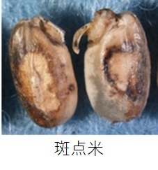 斑点米