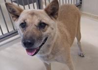 dog02
