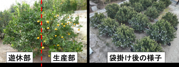 半樹結実栽培の写真