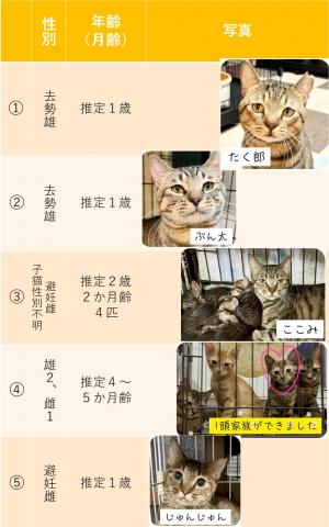 猫一覧表①