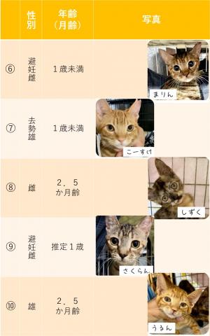 猫の一覧表②
