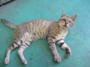 猫