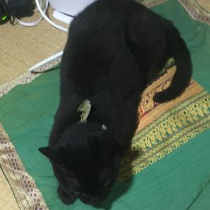 猫の写真