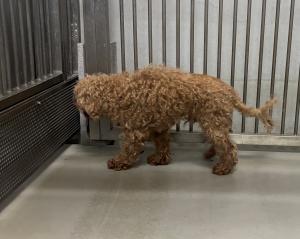 犬➁
