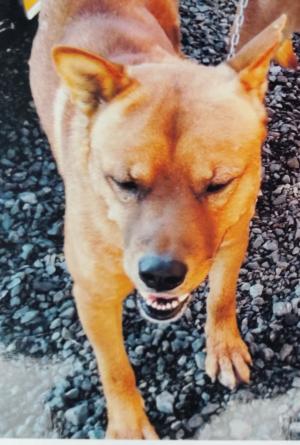 犬の写真②