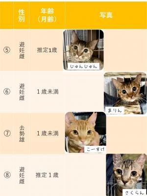 猫の写真②