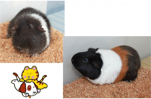 モルモットの写真