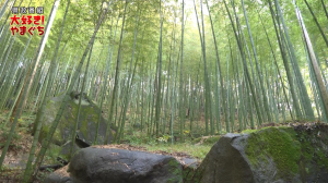 【サムネ画像】竹といったら山口県！を目指して