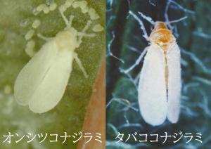 コナジラミ類