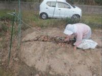鳥獣防護柵の中での畑作業