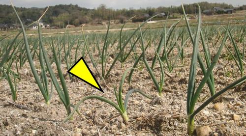 タマネギべと病の越年り病株の写真
