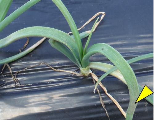 越年罹病株の葉上に形成された分生子の写真