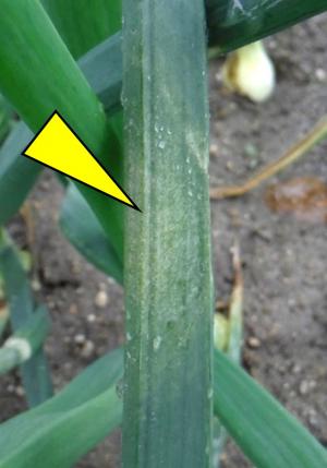 二次感染株の病斑の拡大写真
