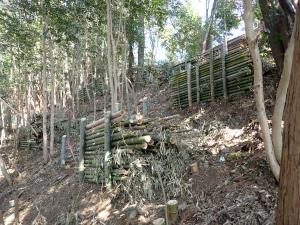 宇部市奥万倉の林内の写真