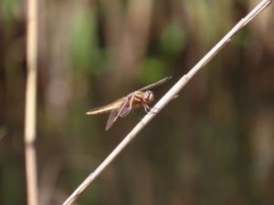 ベッコウトンボ観察会写真