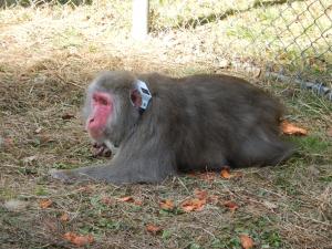 GPS首輪を装着して集団に戻す