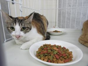 三毛キジ猫