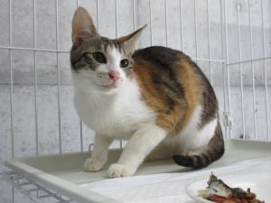 三毛キジ猫２