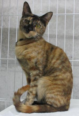 猫の写真４