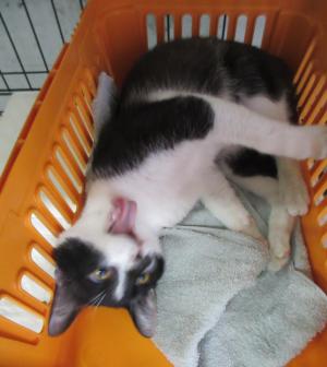 猫の写真１０