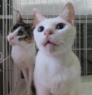 猫の写真１１