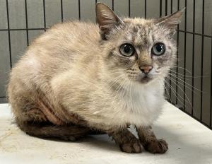 ねこ