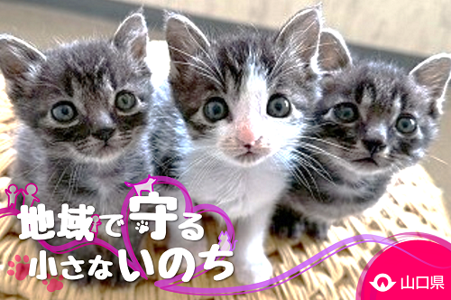 トップページ