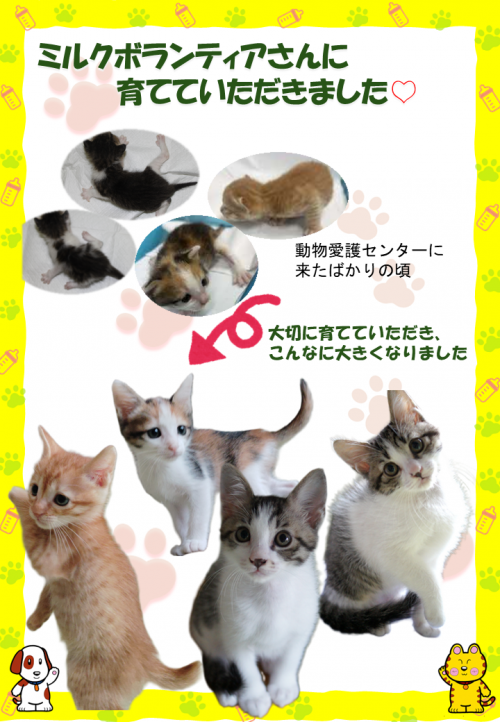 ミルボラ子猫(4匹)