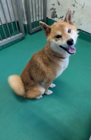 犬