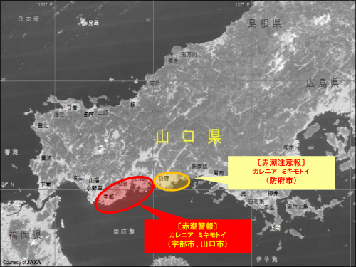 令和8年7月31日赤潮情報