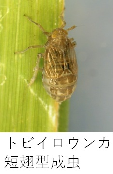 トビイロウンカ短翅型成虫