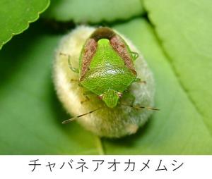 チャバネアオカメムシ