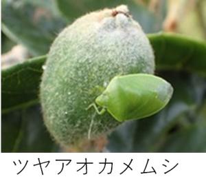 ツヤアオカメムシの写真