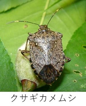 クサギカメムシの写真