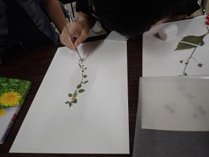 植物標本