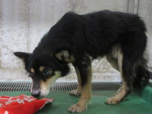 犬1