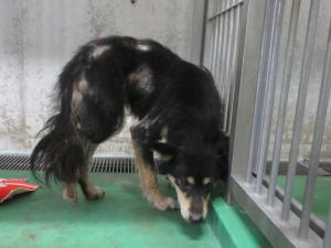 犬2