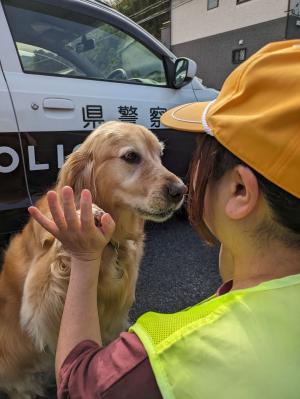 犬の画像