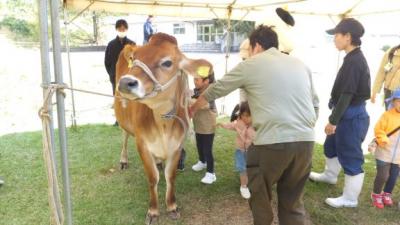 子牛とのふれあい