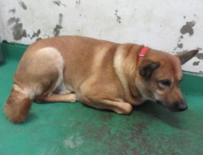 犬