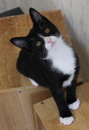 もんちゃん