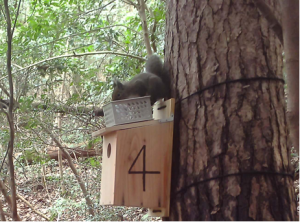 リス