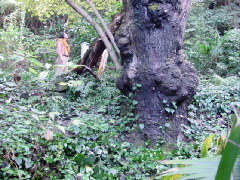 ケグワの巨木の画像